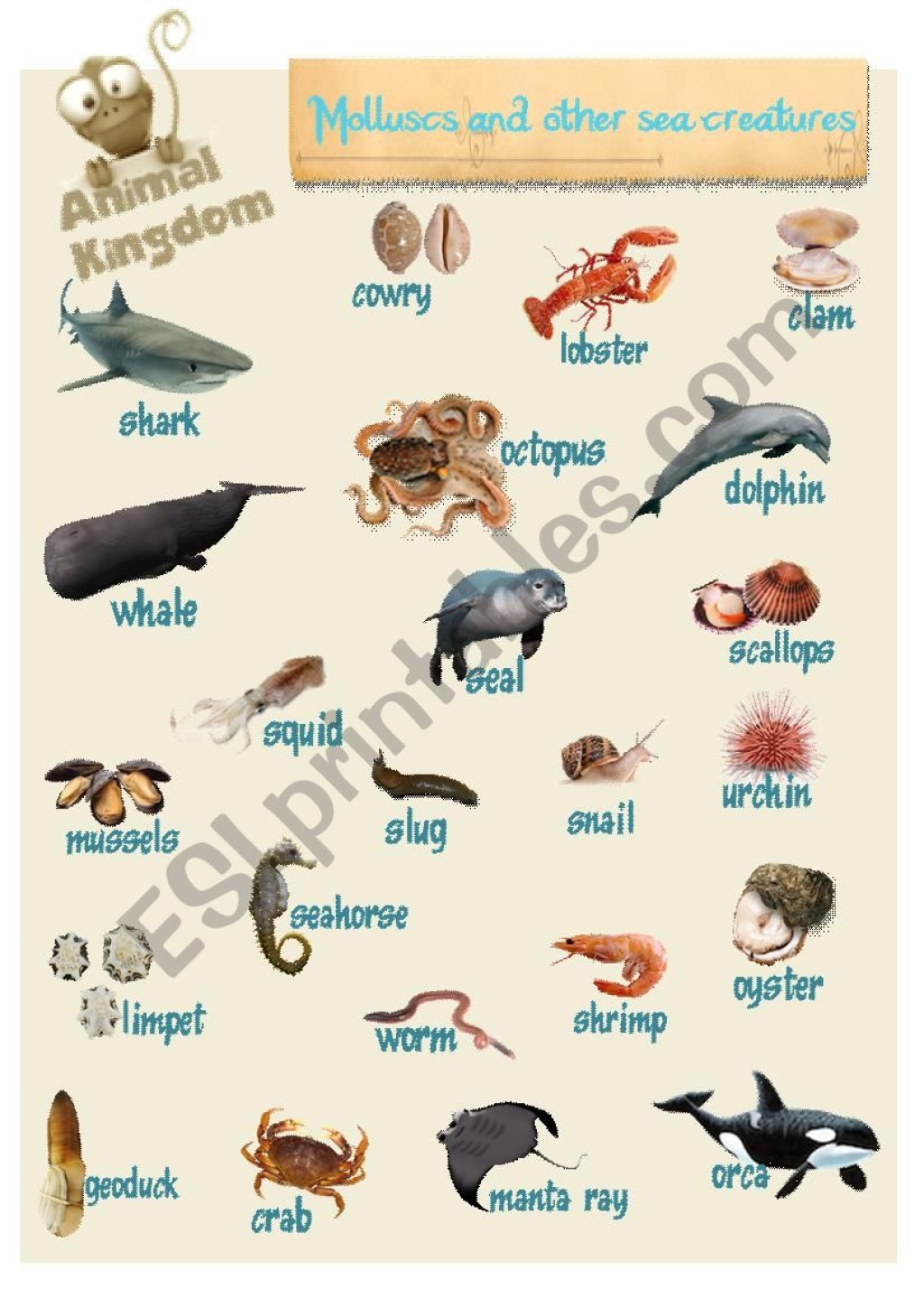 Picture of: Animal Kingdom – Molluscs and other sea creatures – ESL worksheet