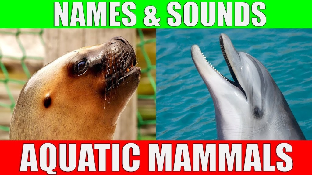 Picture of: AQUATIC MAMMALS Names and Sounds for Kids to Learn  Learning Aquatic  Mammals for Children