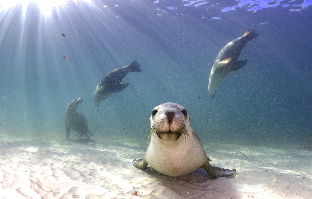 Picture of: Australia’s Most Amazing Aquatic Adventures  Australian Wildlife
