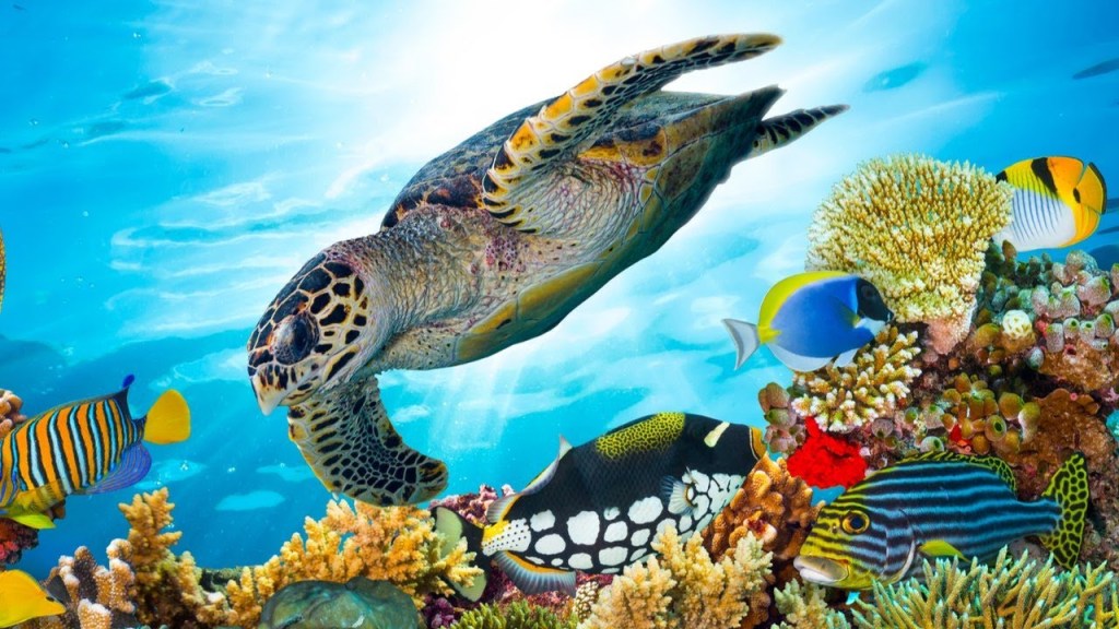 Picture of: Beautiful Relaxing Music, Underwater Tropical fish, Coral reefs, Sea  Turtles in k by Tim Janis