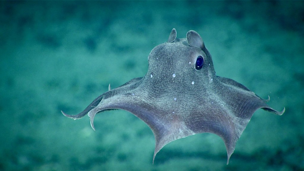 Picture of: Bizarre Deep Sea Creatures