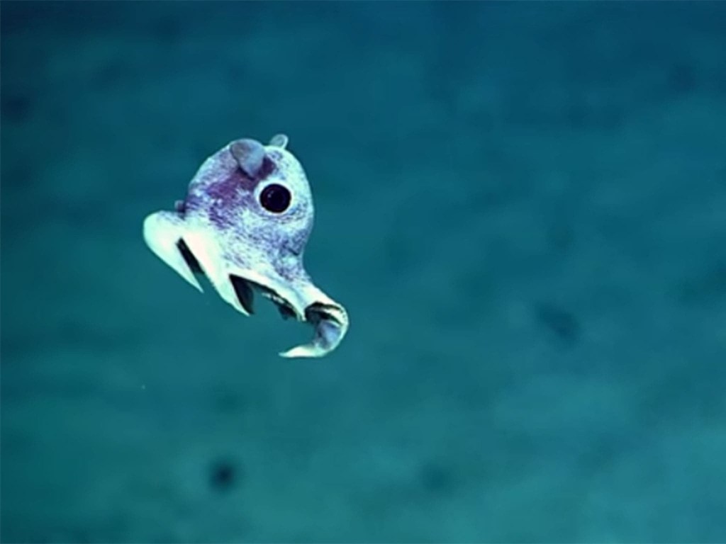 Picture of: Incredible images of undiscovered deep sea creatures released