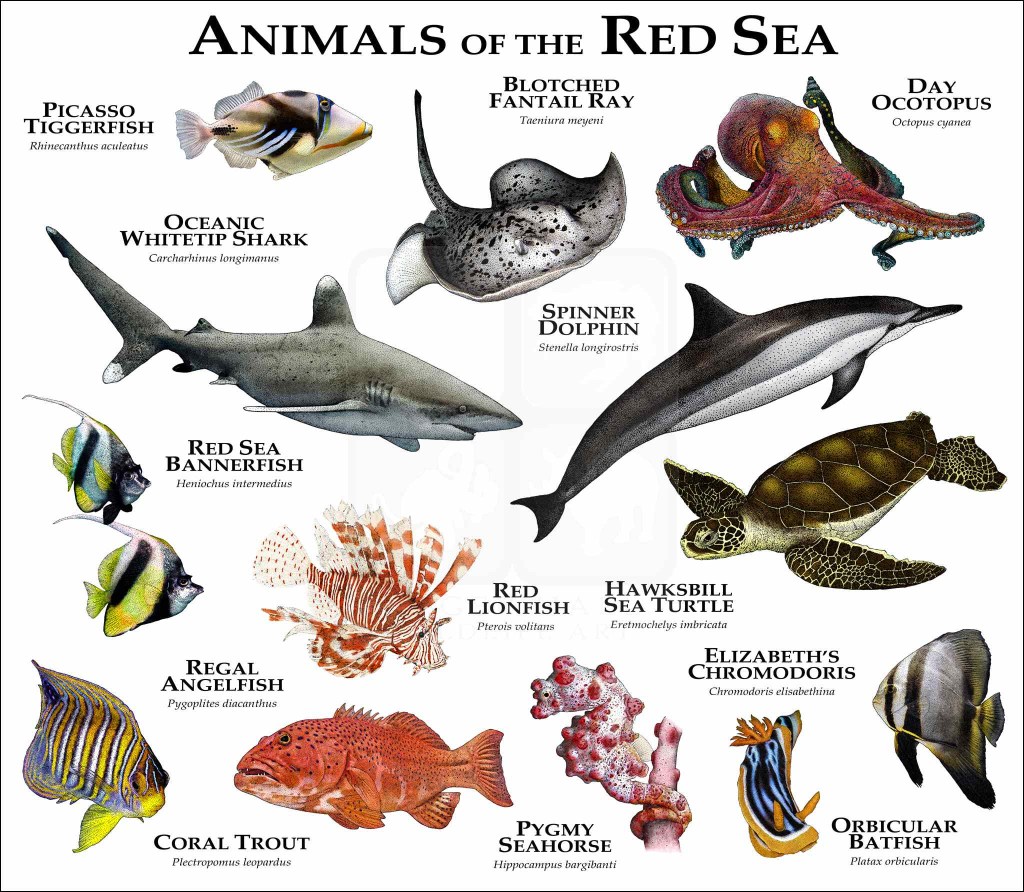 Picture of: Marine Animals of the Red Sea Poster Print