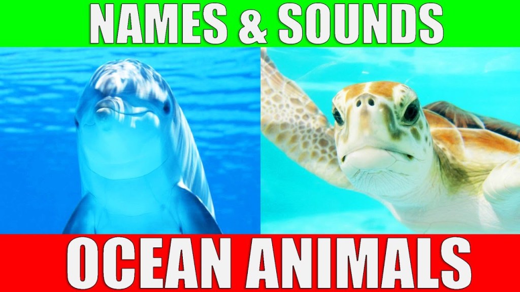 Picture of: OCEAN ANIMALS Names and Sounds  Learn the Animals of the Ocean for Kids  and Preschoolers