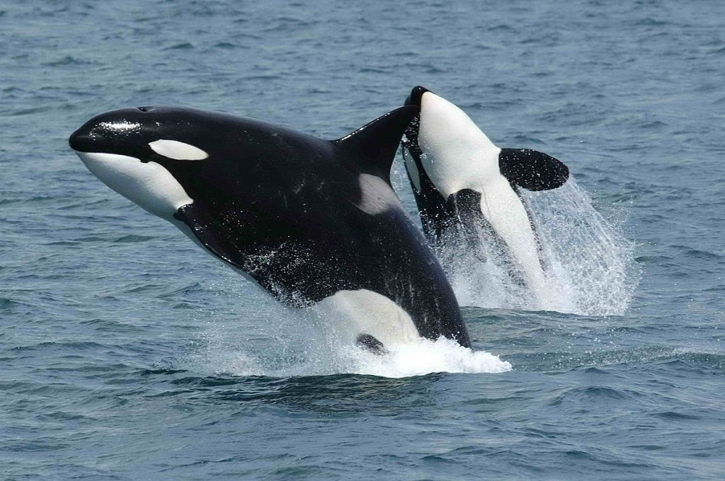 Picture of: Orca – Wikipedia