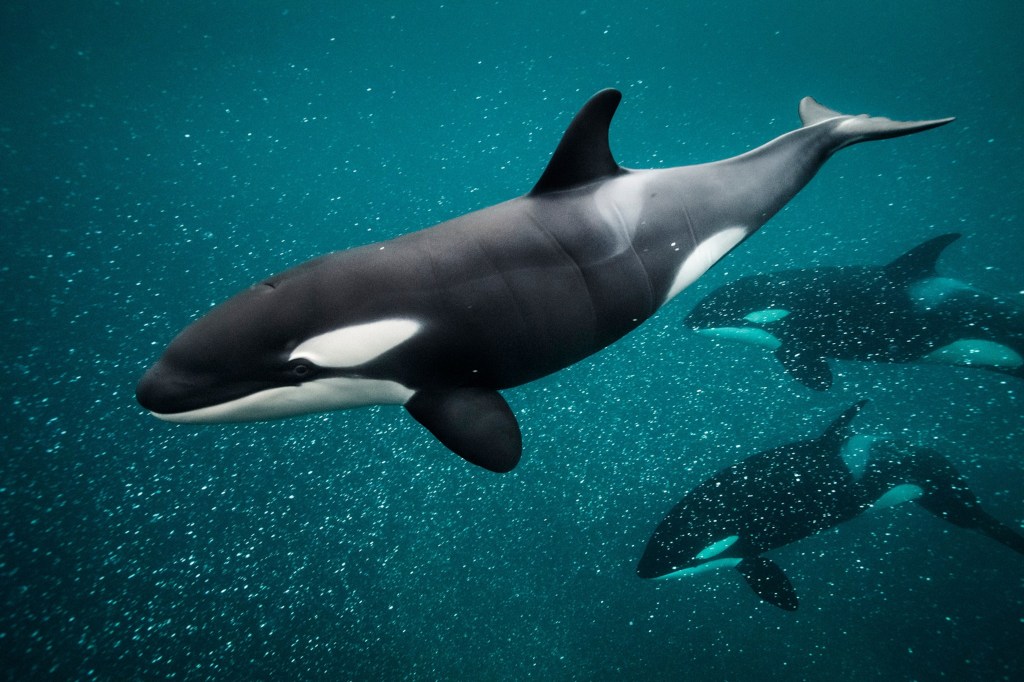 Picture of: Orcas (Killer whales)