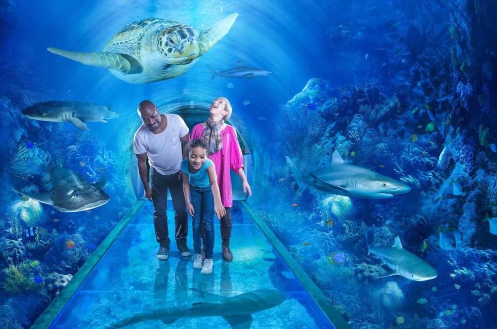 Picture of: Plan a Visit  National SEA LIFE Centre Birmingham Aquarium