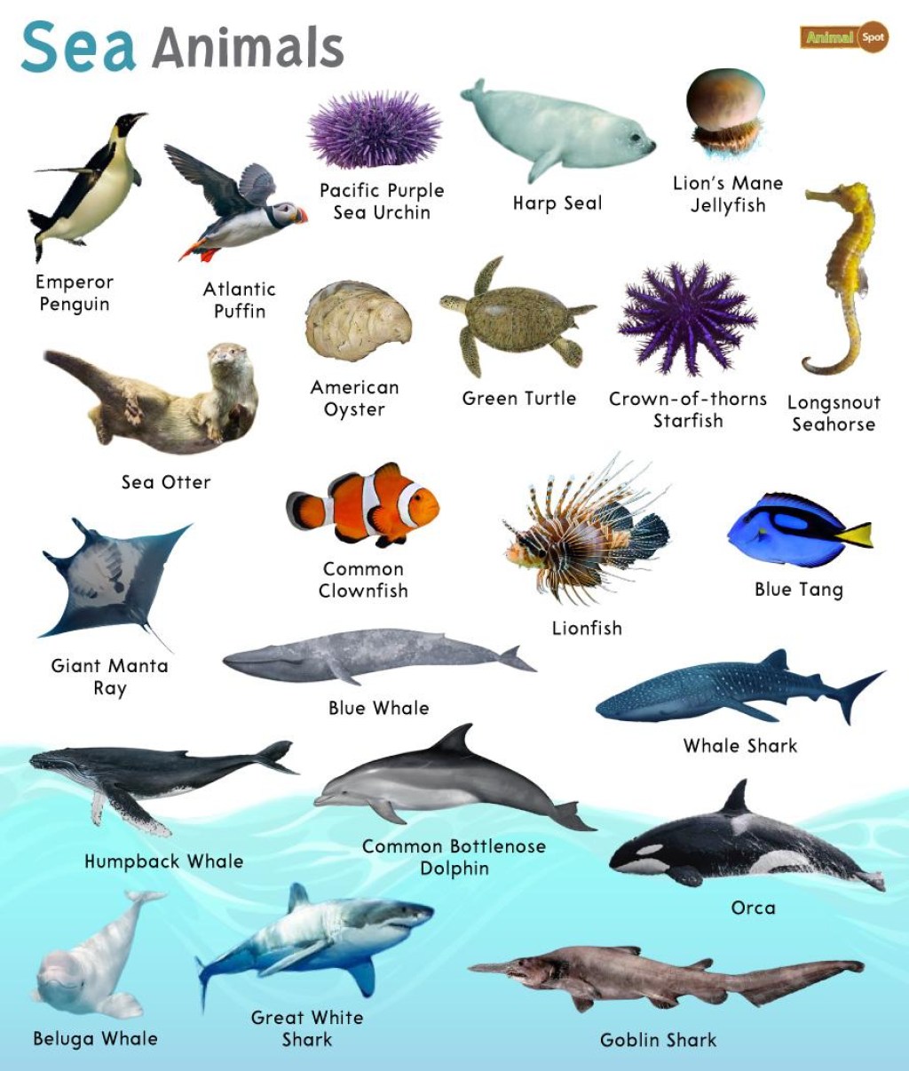 Picture of: Sea Animals – Facts, List, Pictures
