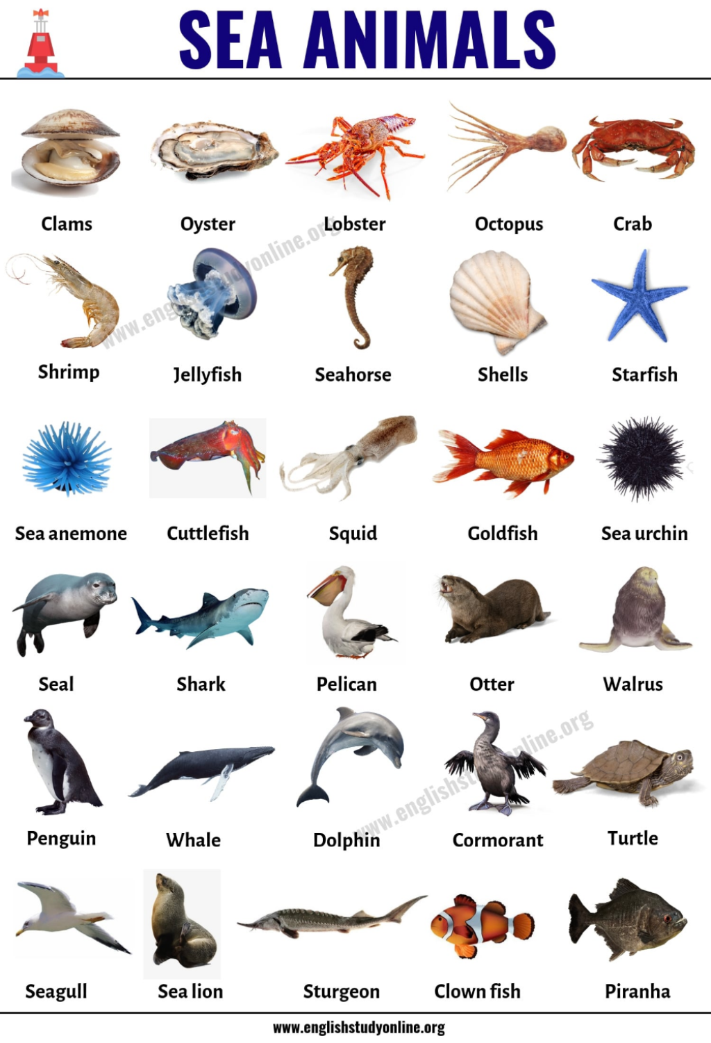 Picture of: Sea Animals: List of + Popular Sea Animals with ESL Pictures
