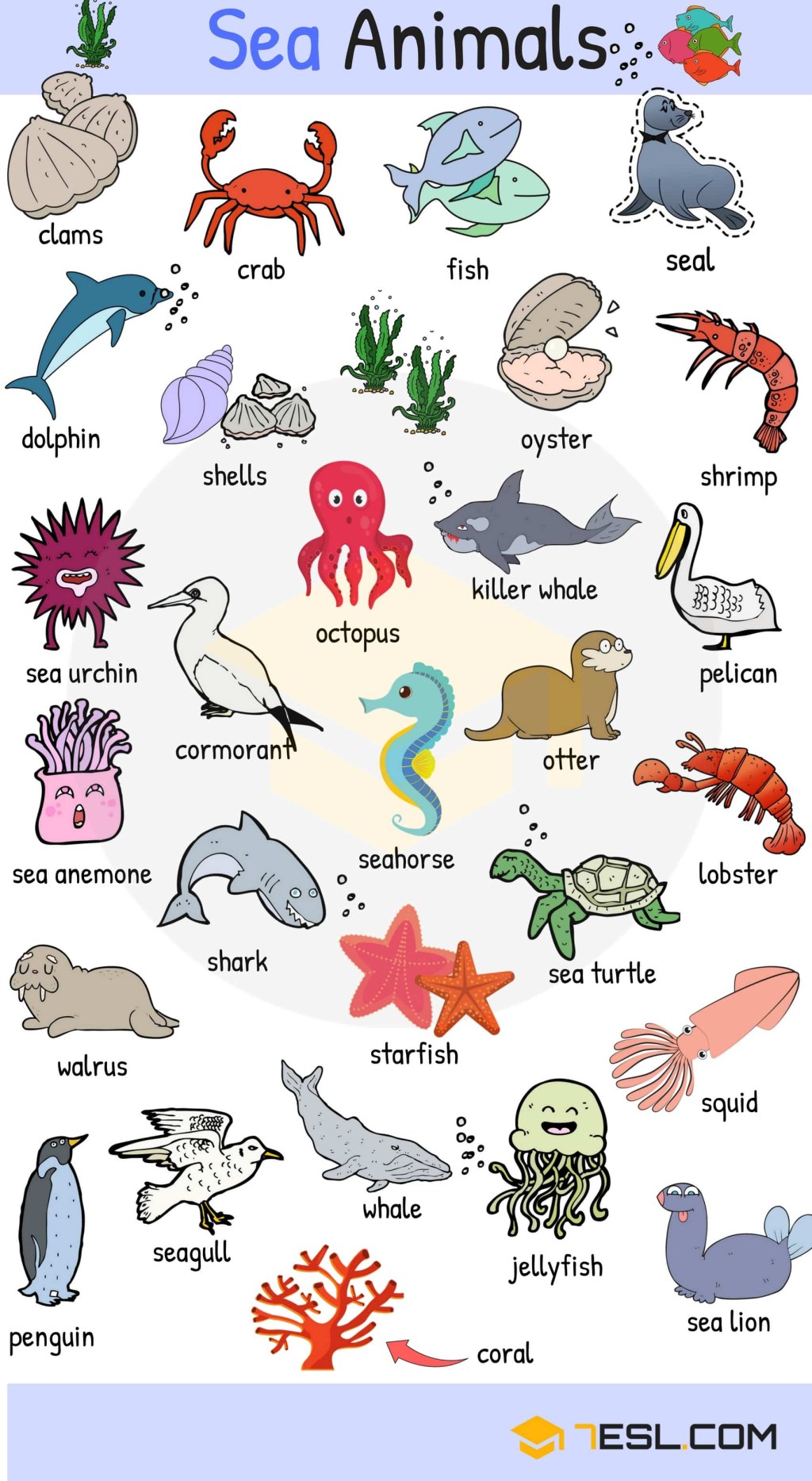 Picture of: Sea Animals: + Water, Ocean & Sea Animal Names with Images • ESL