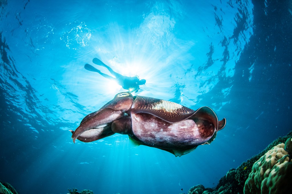 Picture of: Unique Marine Animals Found on Australia’s East Coast