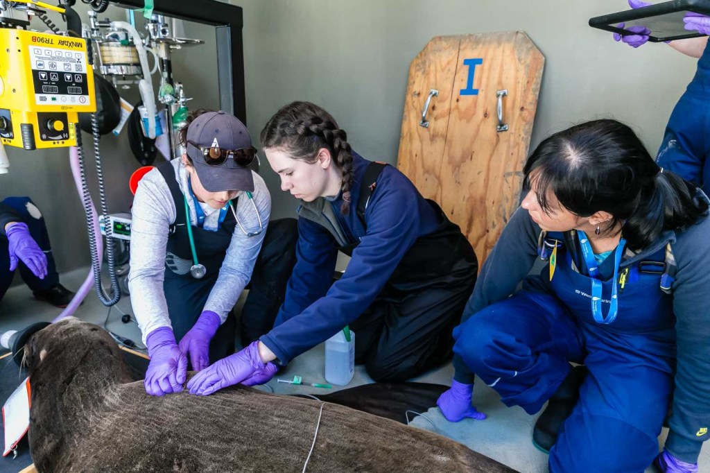 Picture of: Veterinary Professionals  The Marine Mammal Center