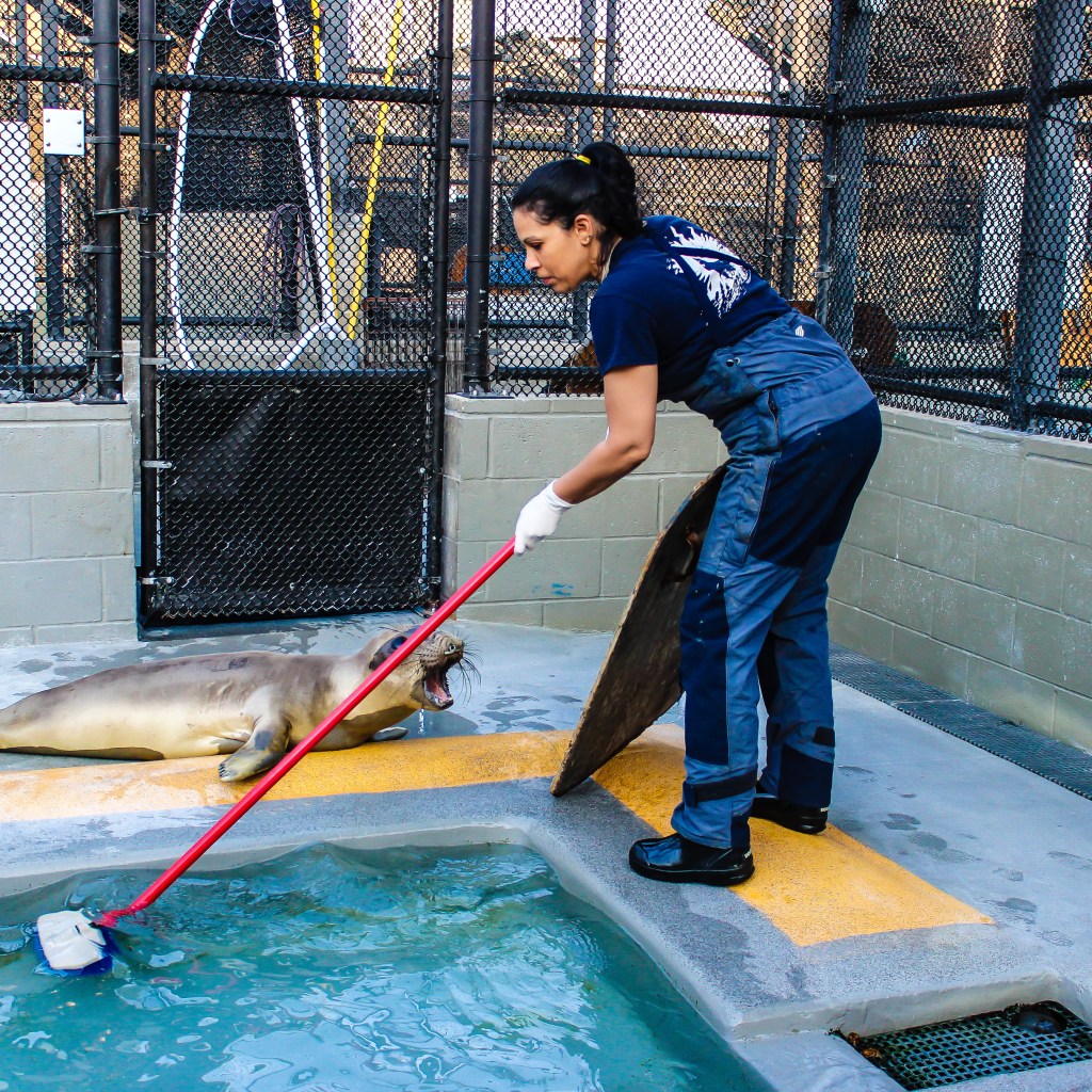 Picture of: Volunteer  The Marine Mammal Center