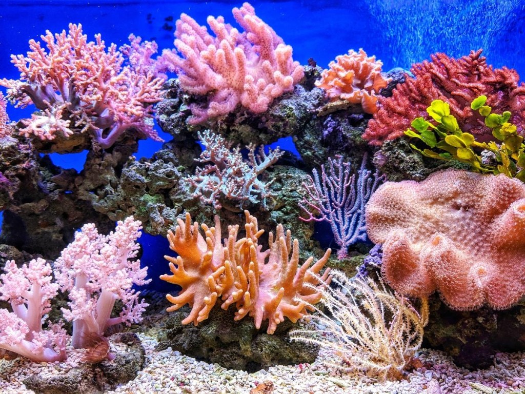 Picture of: Fun Facts About Coral Reefs You Might Not Know