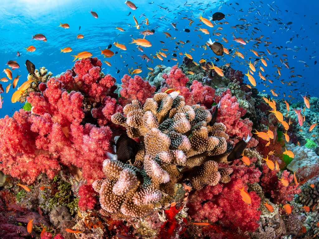 Picture of: The world’s coral reefs are dying—here’s how scientists plan to